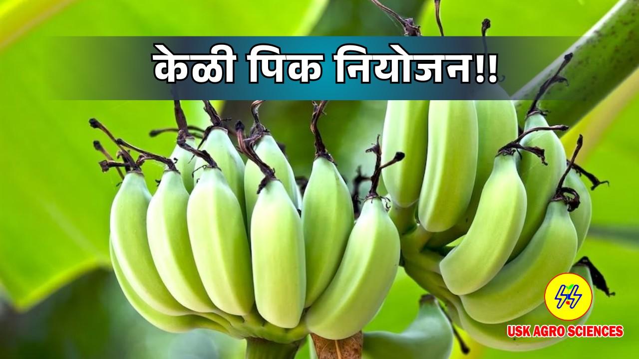 Banana Crop 2025