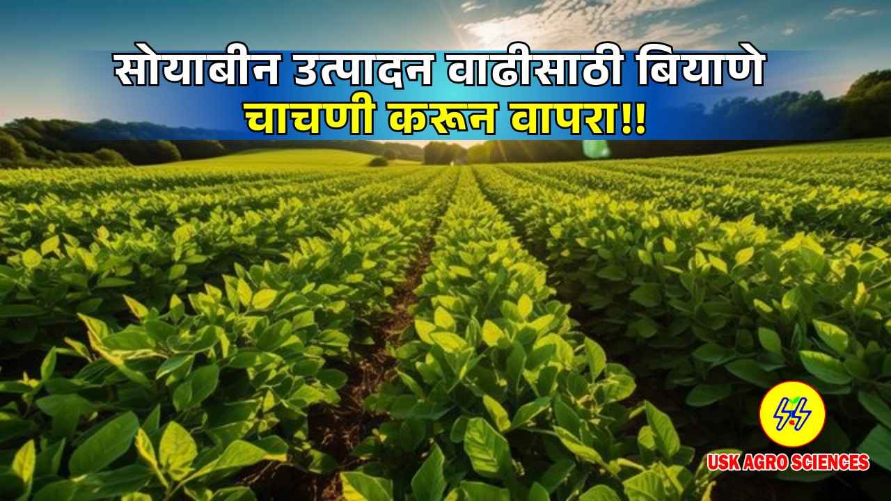 Soybean Production 2025