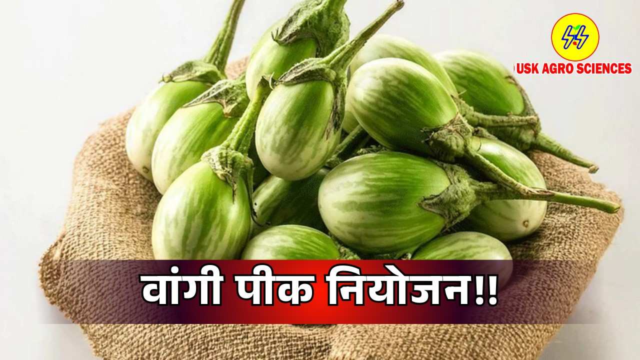 Brinjal Farming 2025