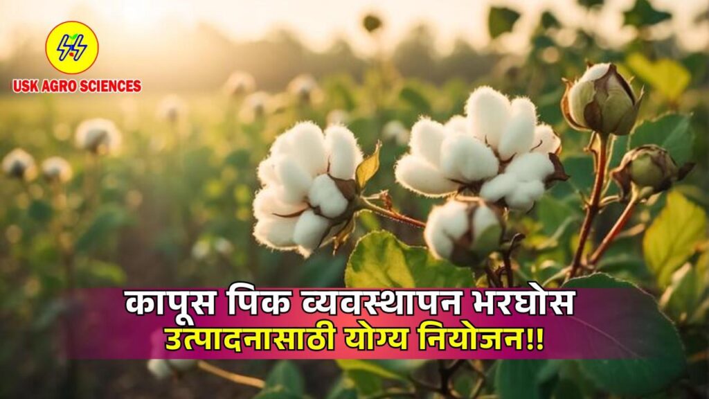 Cotton Crop 2025
