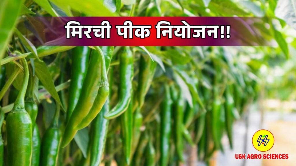 Chilli Crop 2025