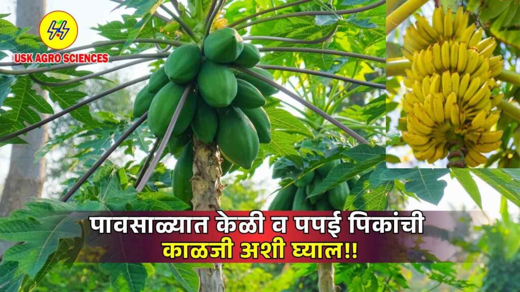 Banana and Papaya Crops 2025