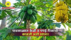 Banana and Papaya Crops 2025