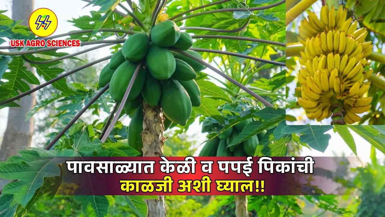 Banana and Papaya Crops 2025