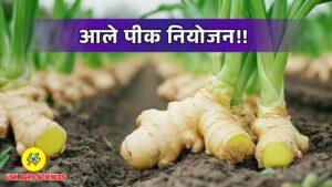 Ginger Crop 2025