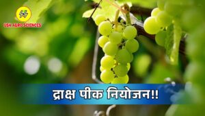 Grapes Crop 2025