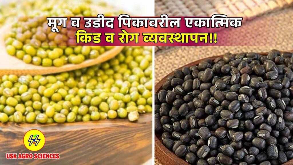 Moong and Urad Crops