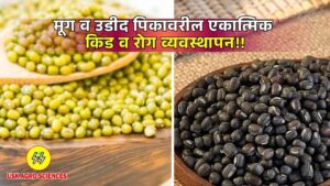 Moong and Urad Crops