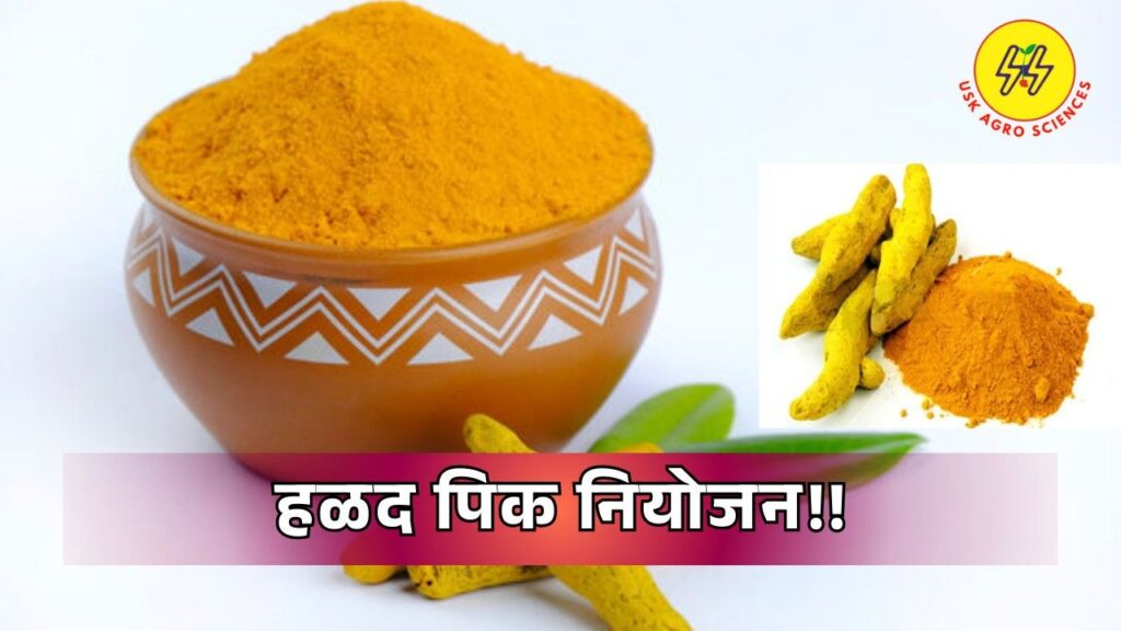 Turmeric Crop 2025