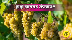 Grape Cultivation 2025
