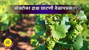 Grape Pruning 2025