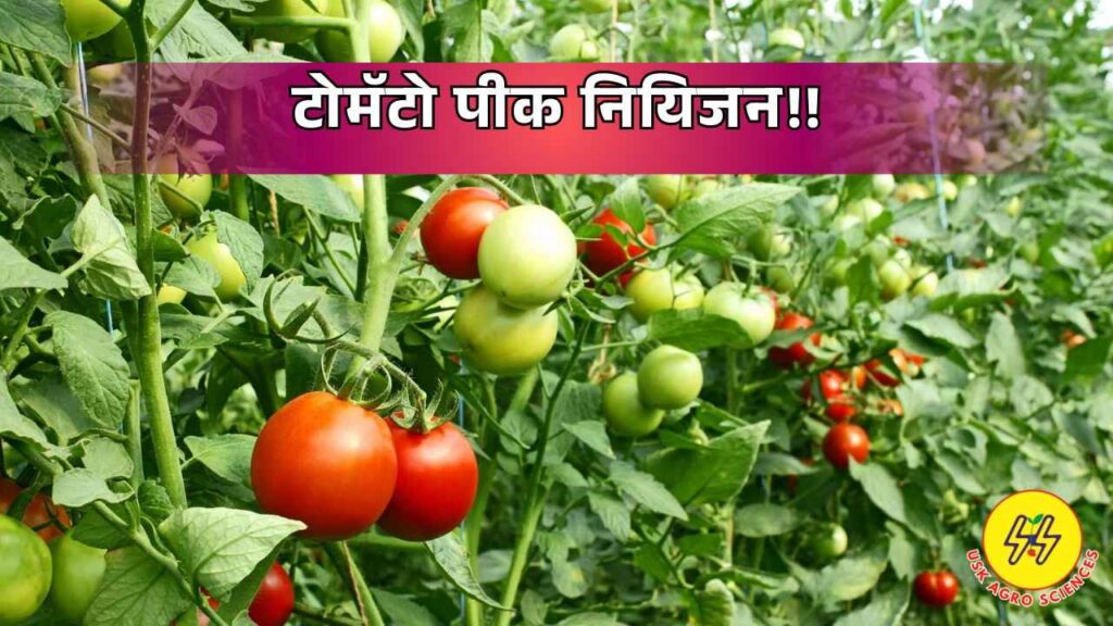 Tomato Crop 2025