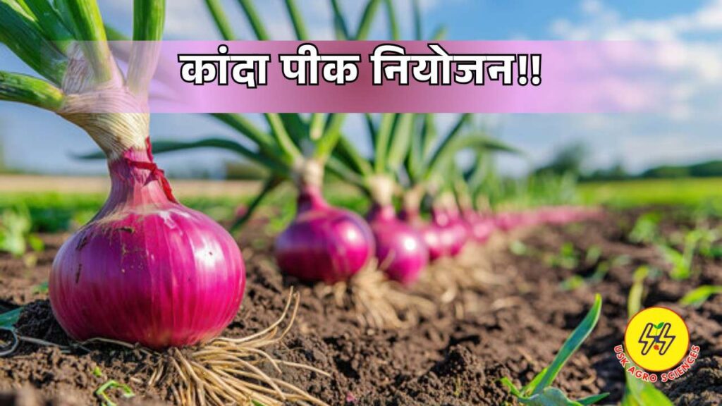 Onion Crop 2025