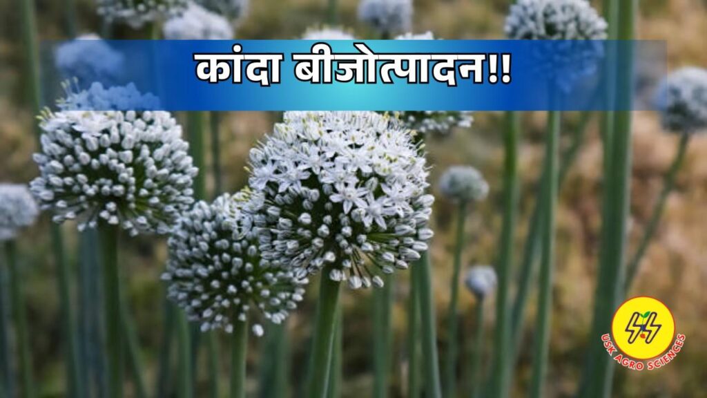 Onion Seed Production 2025