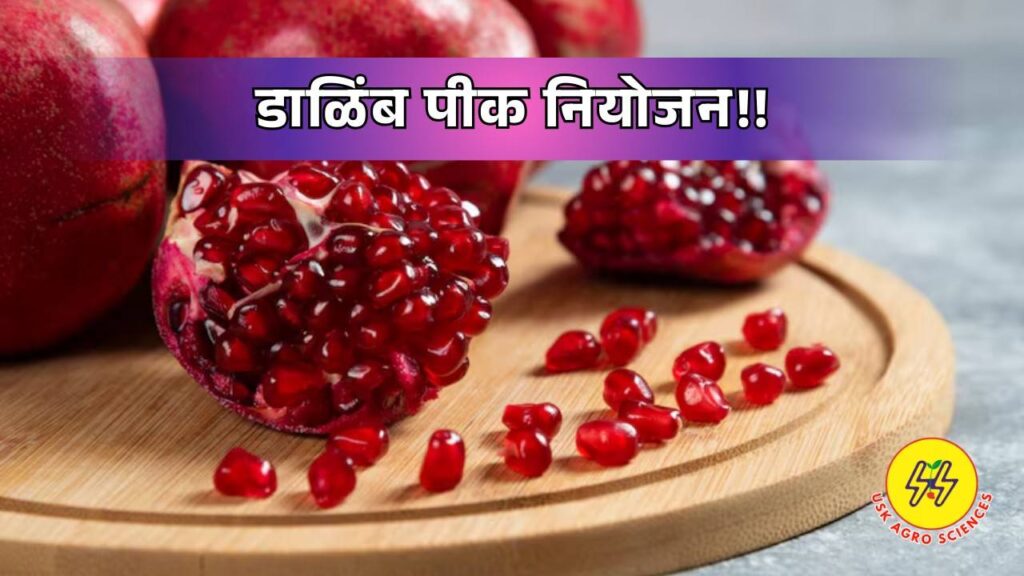 Pomegranate Crop 2025