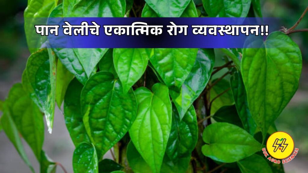 Management of Leaf Vine 2025