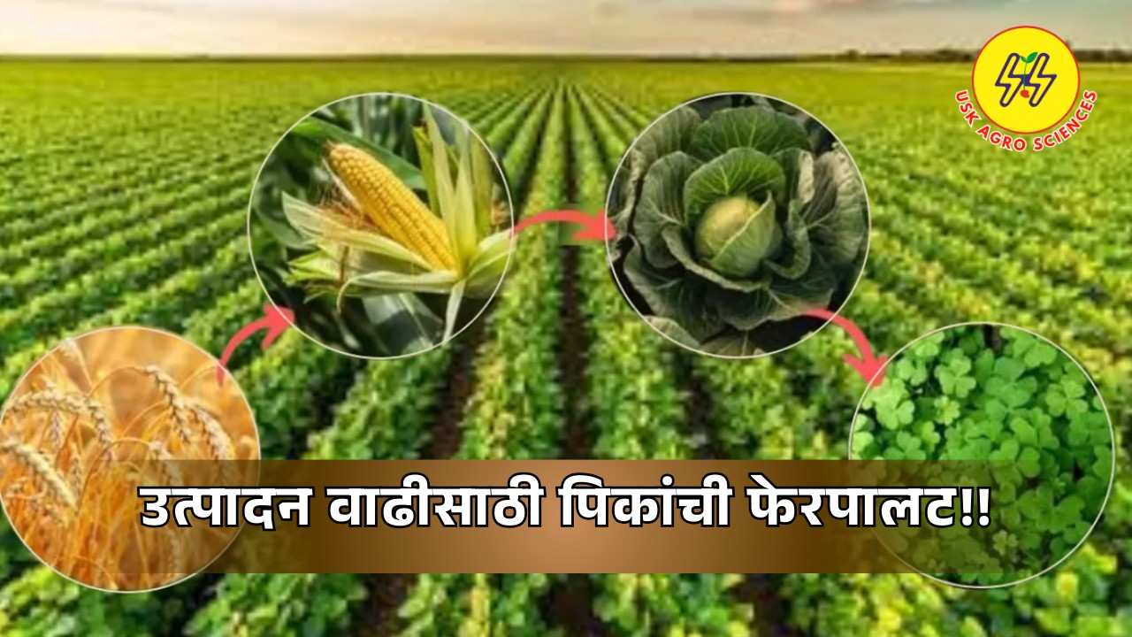 Crop Rotation to Increase Production 2025