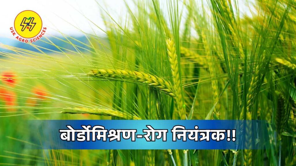 Disease Controller 2025 