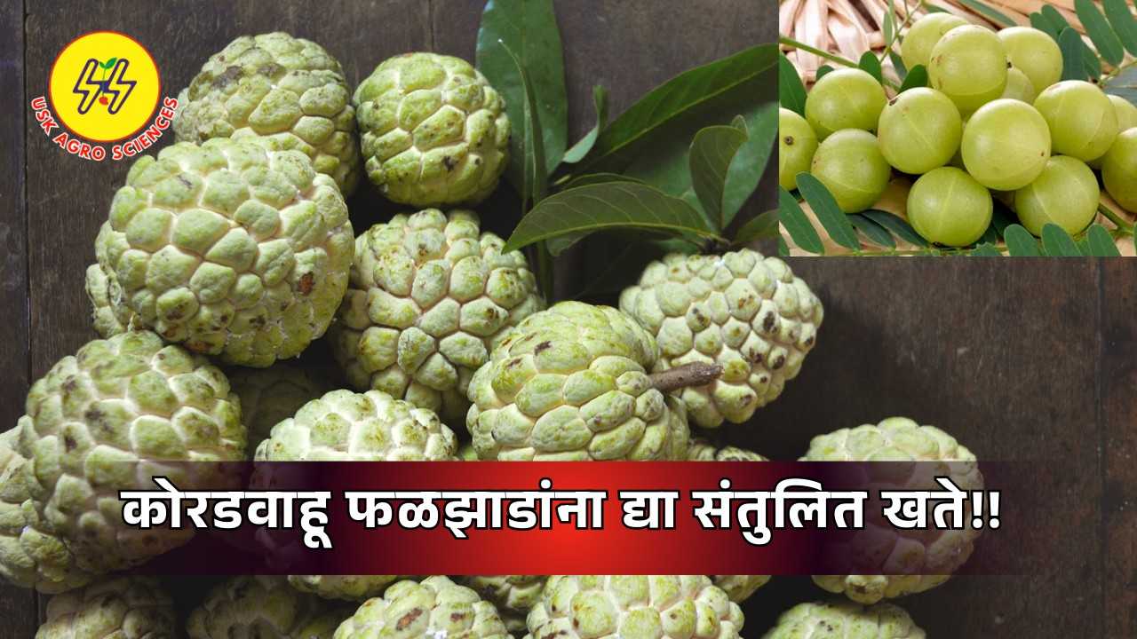 Fertilizers to dry-growing fruit trees 2025