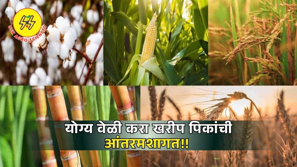 Intercropping of Kharif Crops 2025