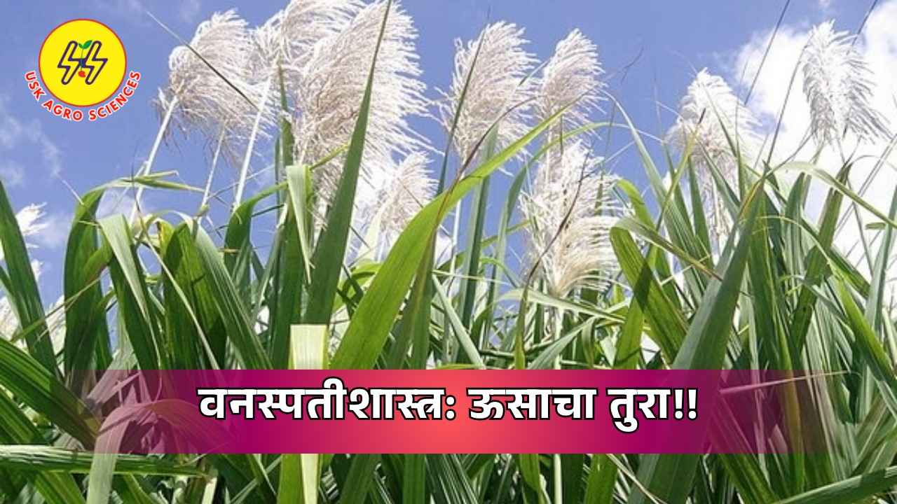 Botany: Sugarcane Stalk 2025