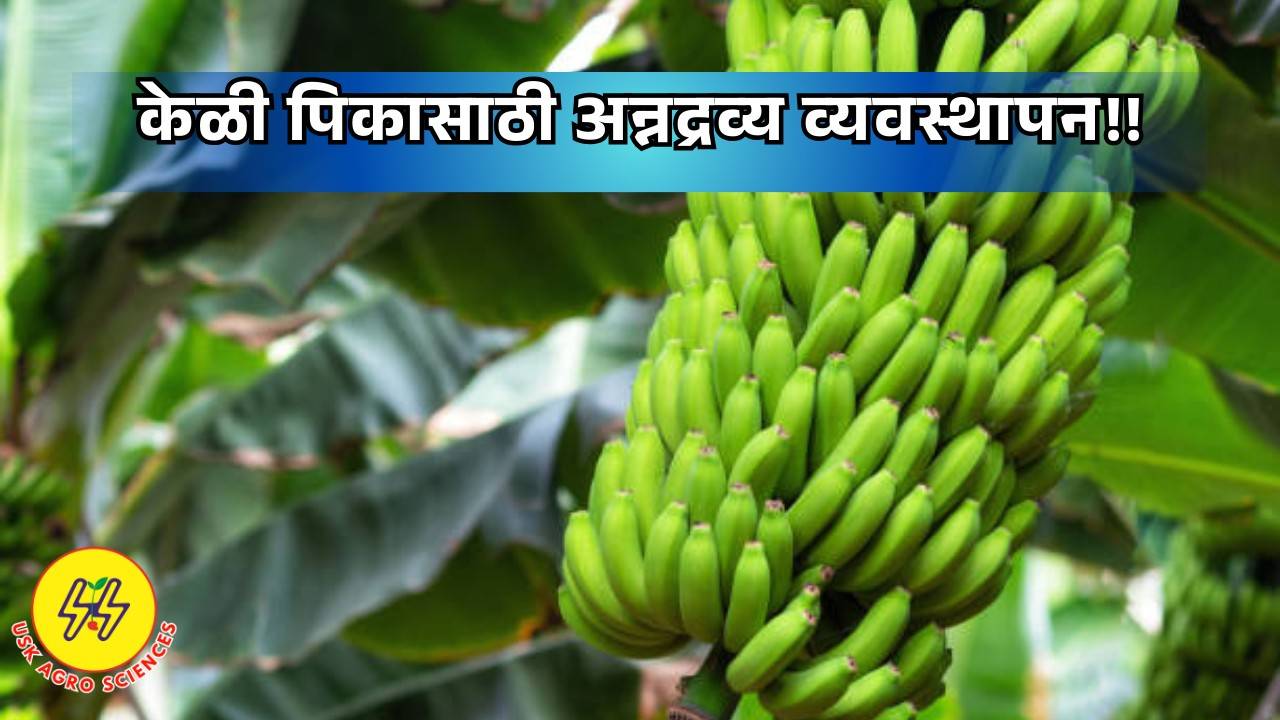 Nutrient Management for Banana Crop 2025