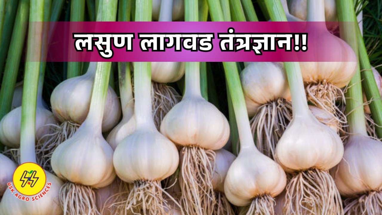 Garlic Cultivation Tecnhology 2025