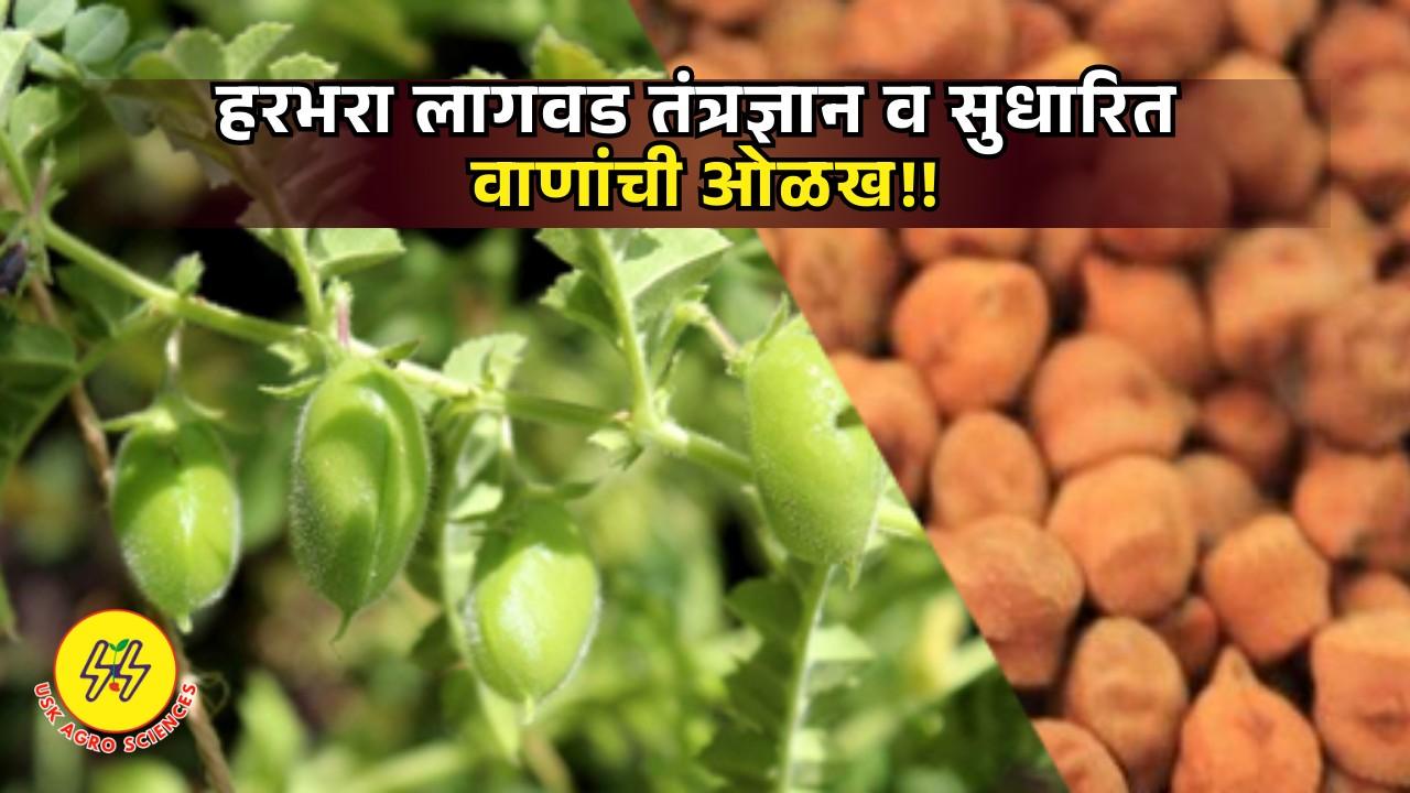 Gram cultivation 2025