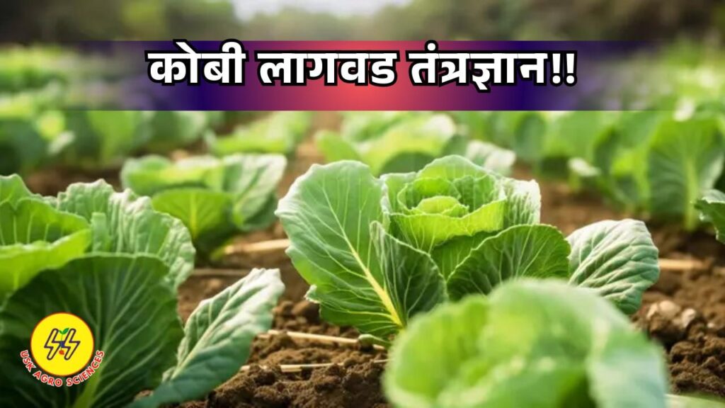 Cabbage Cultivation 2025