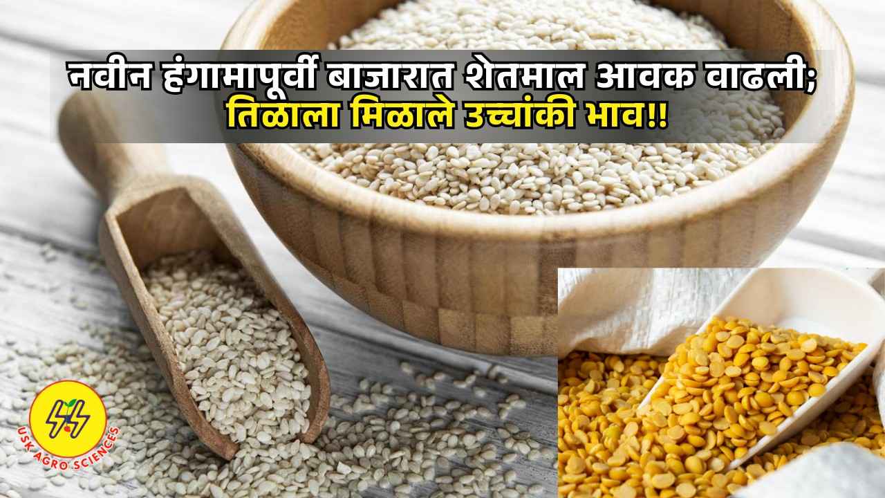 Shetamal Bajar Bhav 2025