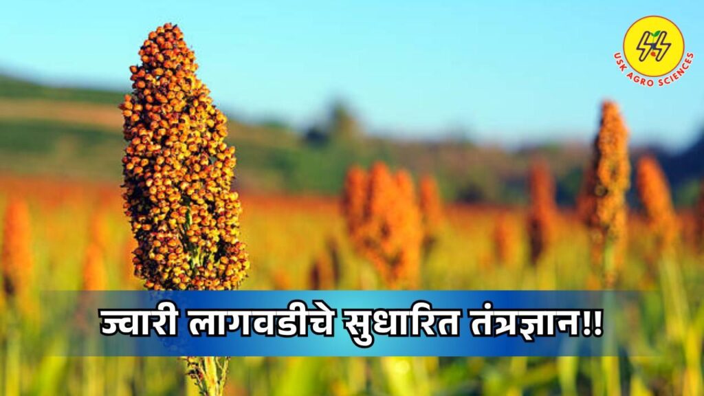 Sorghum Cultivation 2025