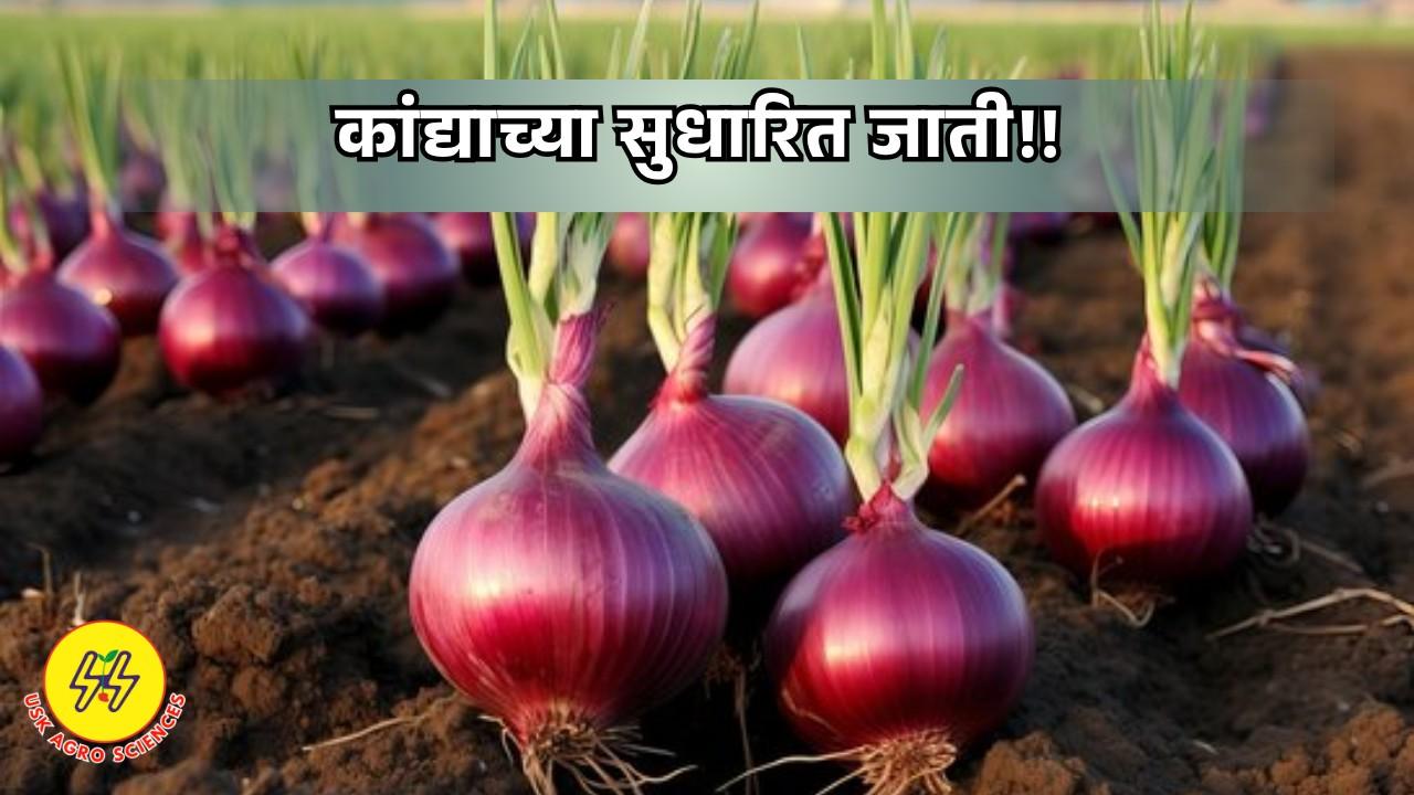Improved Varieties of Onions 2025