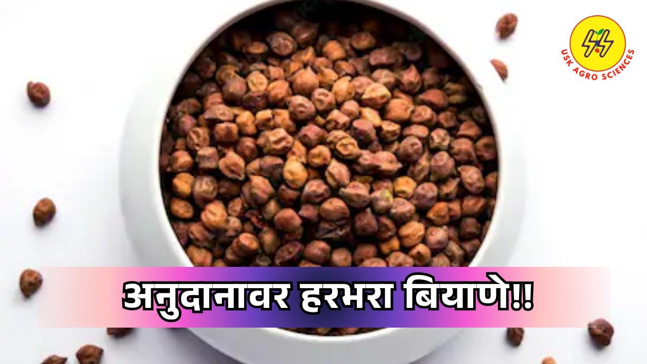 Gram Seeds 2025