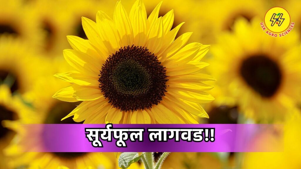 Planting Sunflowers 2025