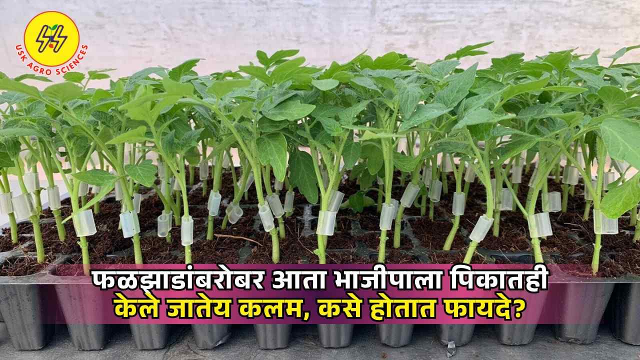 Grafting in Vegetable Crops 2025