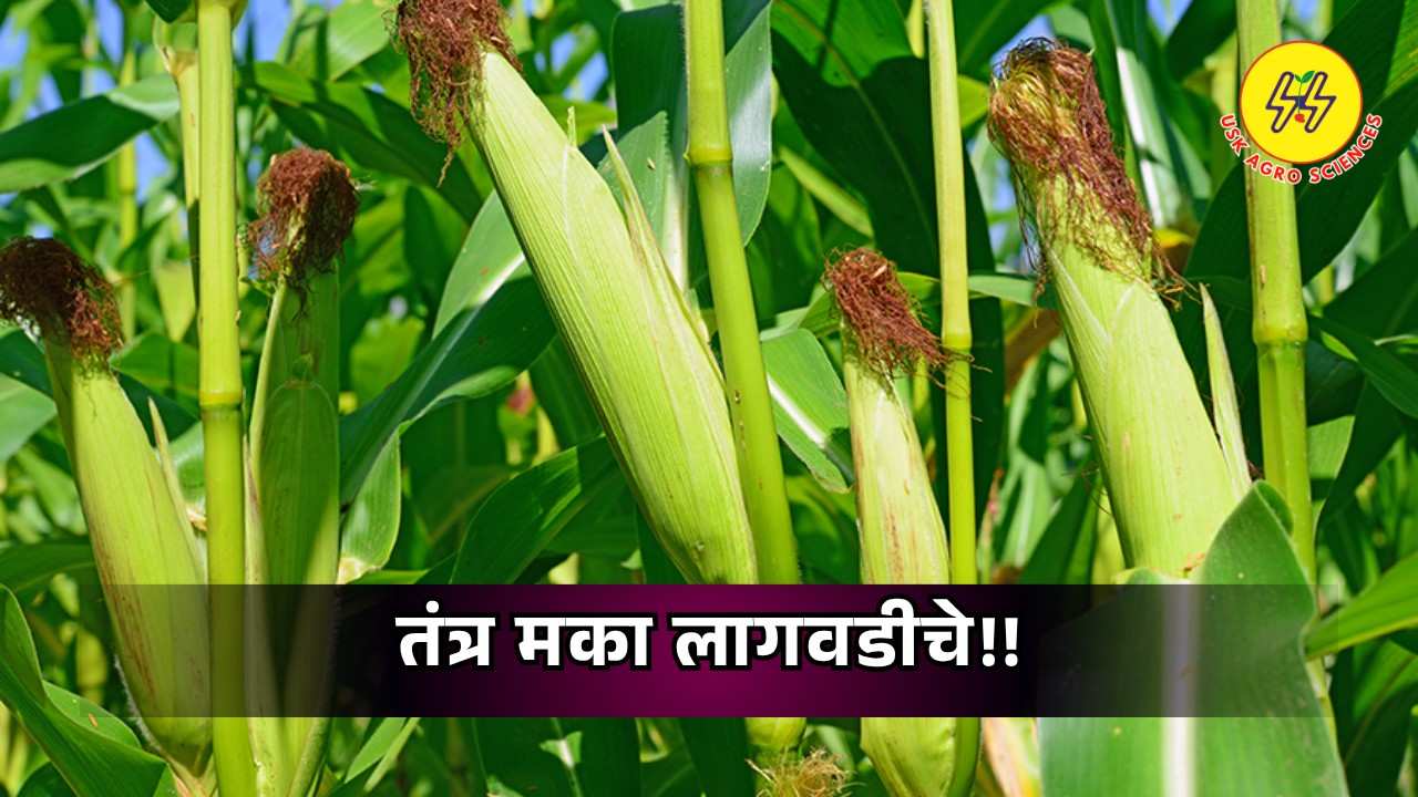Maize Cultivation 2025