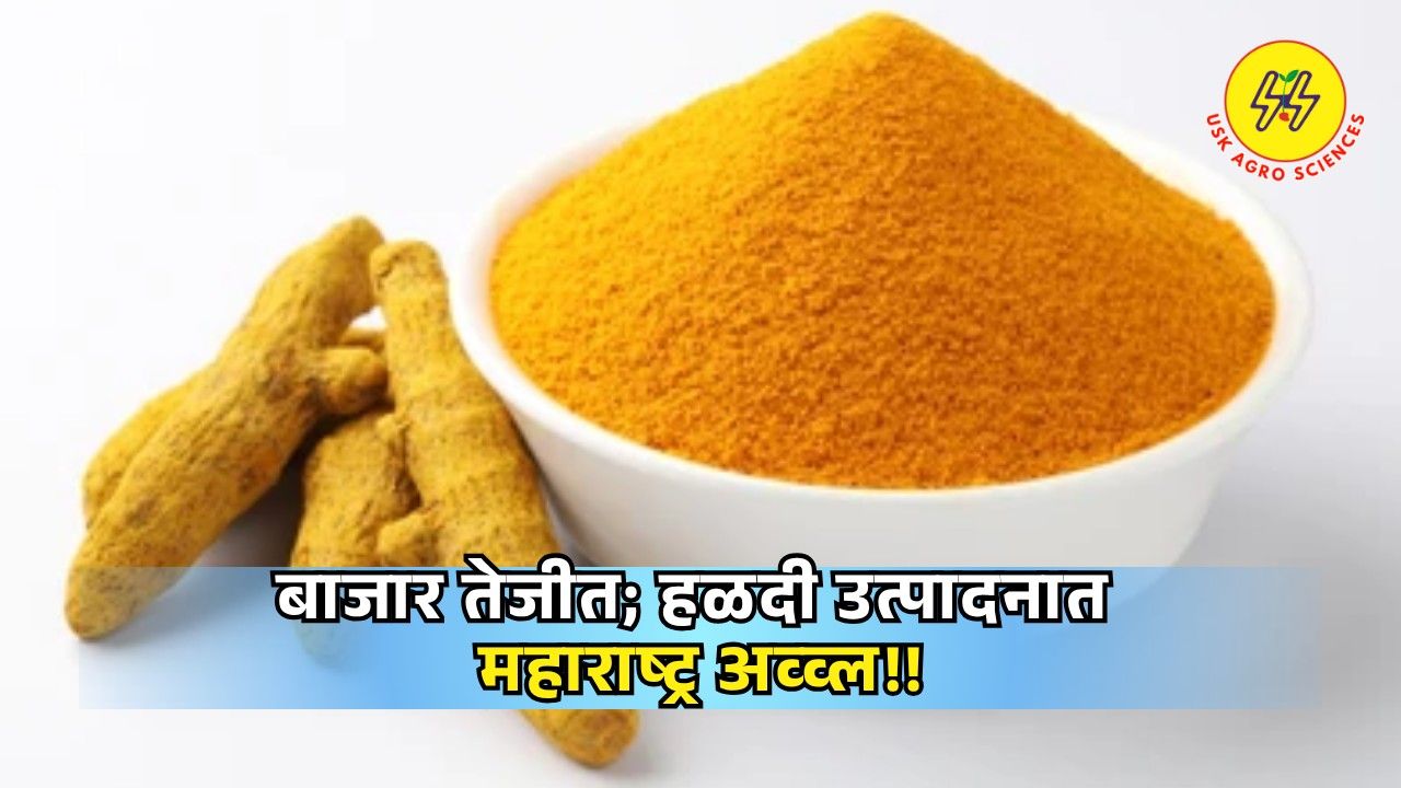 Halad Market Update 2025