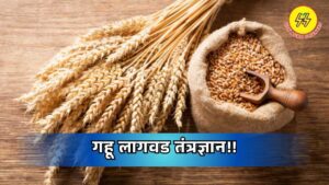 Wheat Cultivation Technology 2025