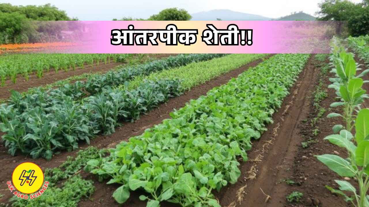 Intercropping 2025