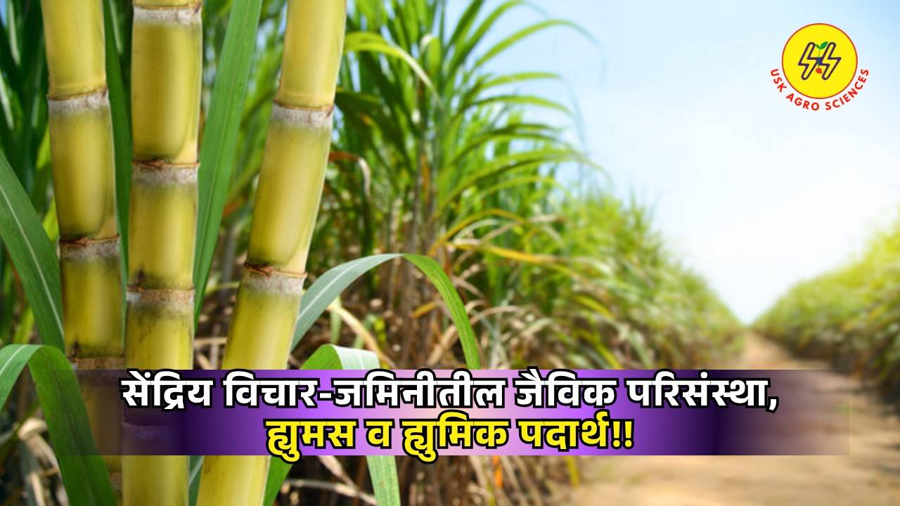 Humus and Humic Substances 2025
