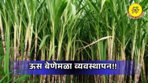Sugarcane Weed Management 2025