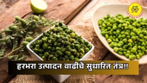 Gram Production 2025