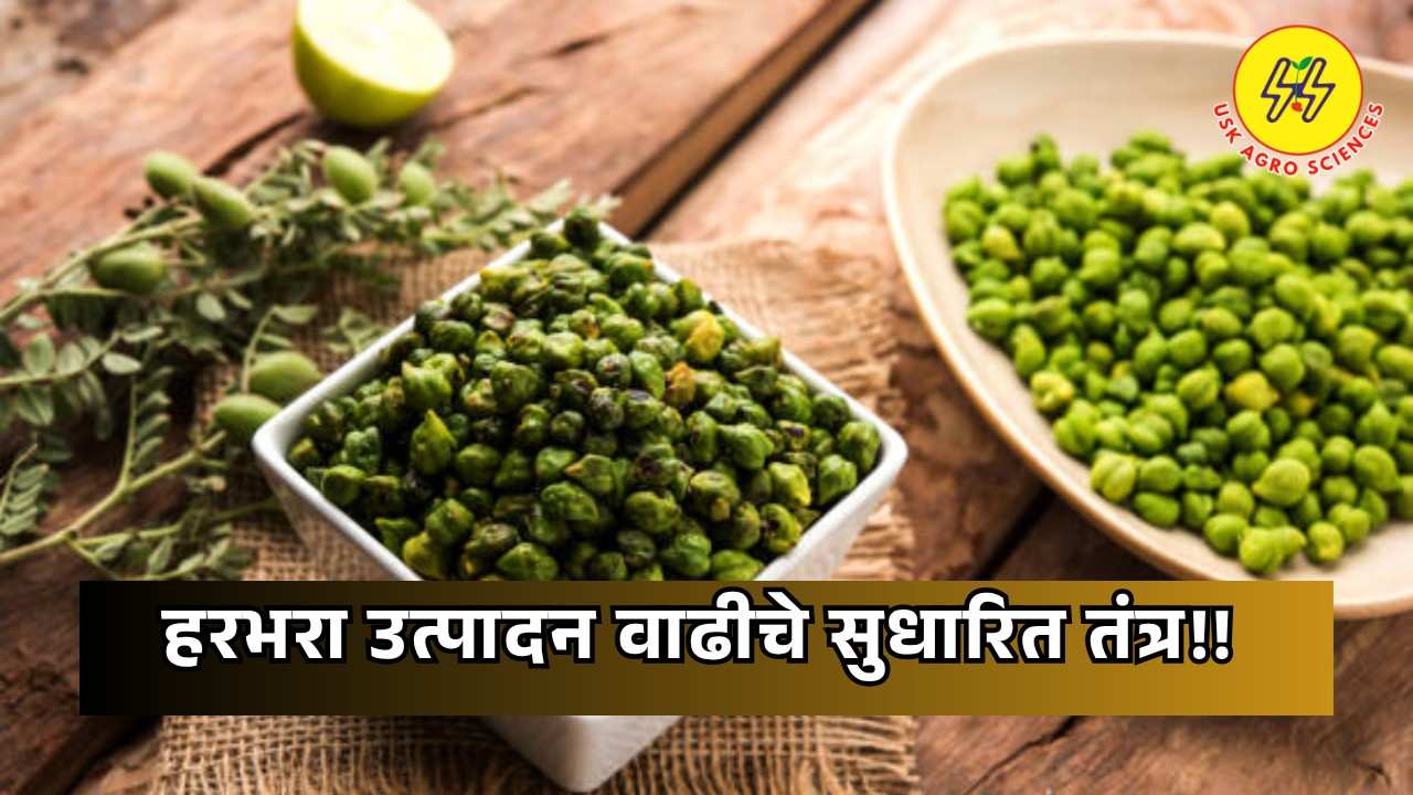 Gram Production 2025