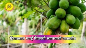 Papaya Crop 2025