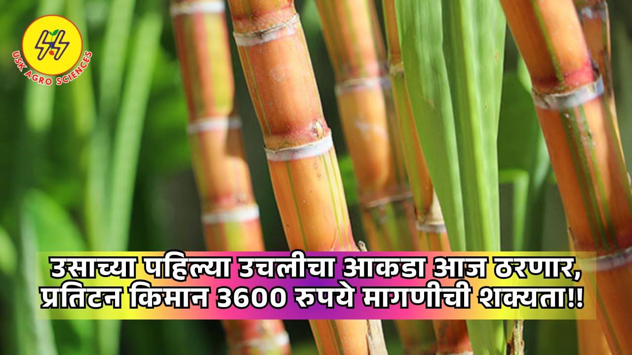 Sugarcane FRP 2025-26