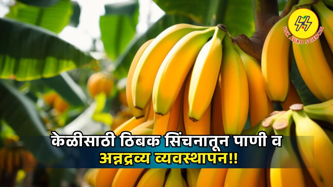 Banana Crop 2025