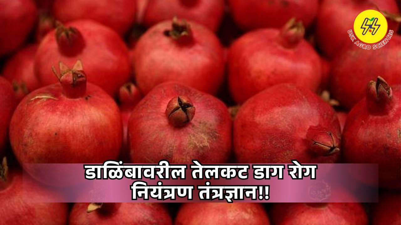 Pomegranate Disease Control Technology 2025