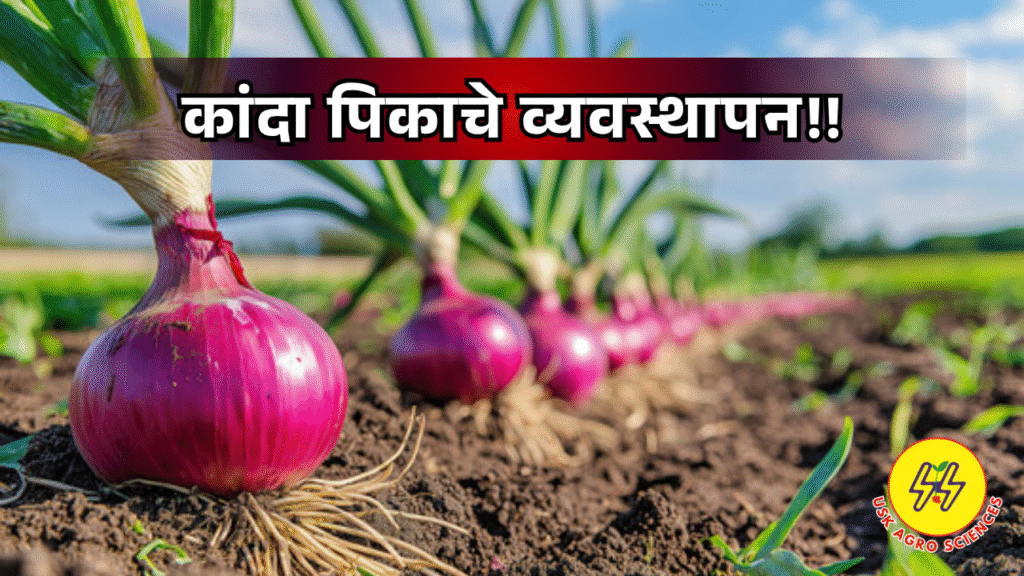 Onion Crop 2025