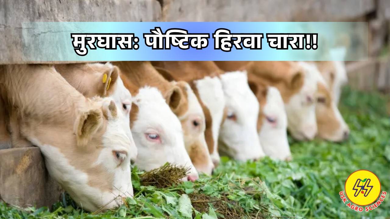 Nutritious Green Fodder 2025