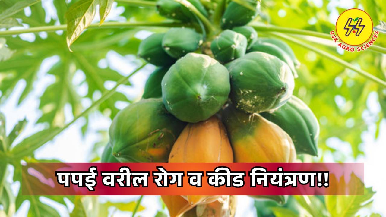 Disease and Pest Control 2025